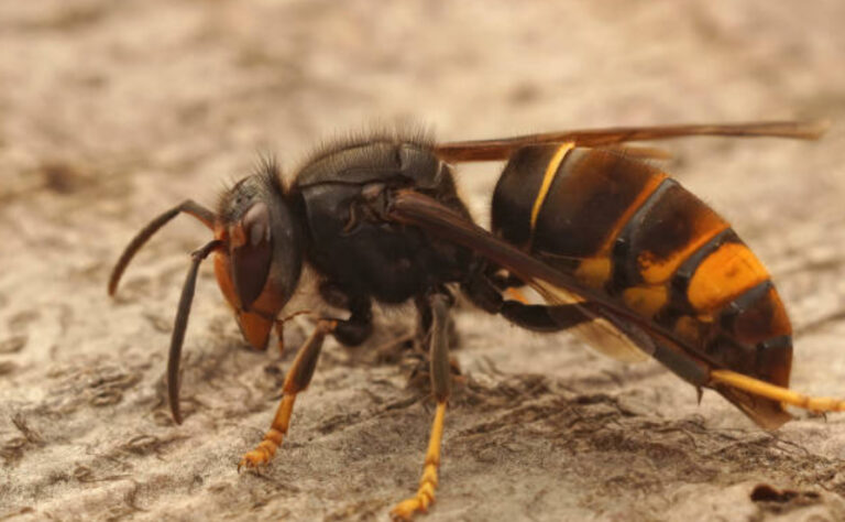 Frelon asiatique dans votre jardin : que faire dans le Var et les Bouches-du-Rhône ?