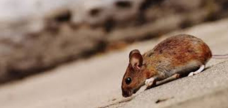 Souris dans la maison : que faire dès les premiers signes ?