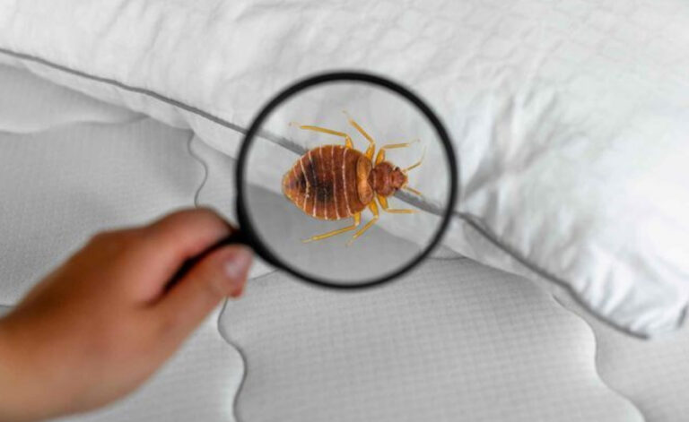 Comment savoir si j&rsquo;ai des punaises de lit ?