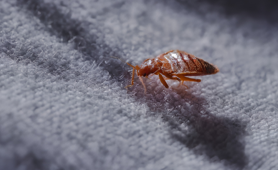 Détection punaises de lit : comment savoir si vous en avez ?