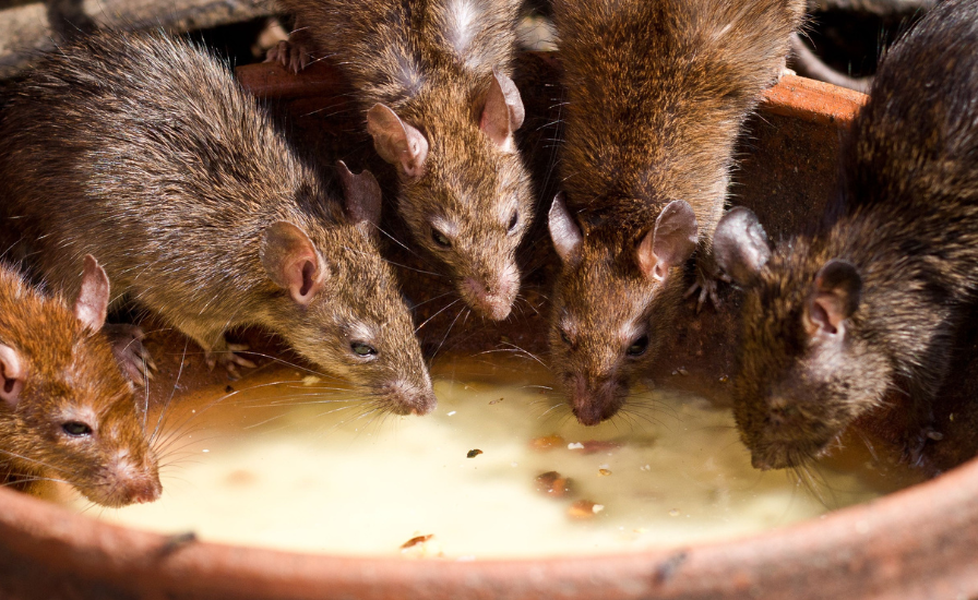 Extermination de rats : comment se débarrasser des rats efficacement ?