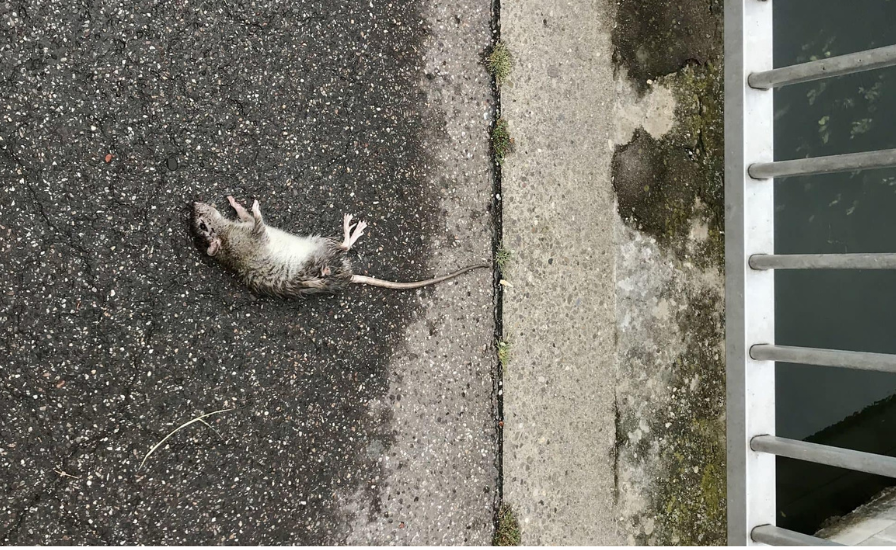 Extermination de rats : comment se débarrasser des rats efficacement ?