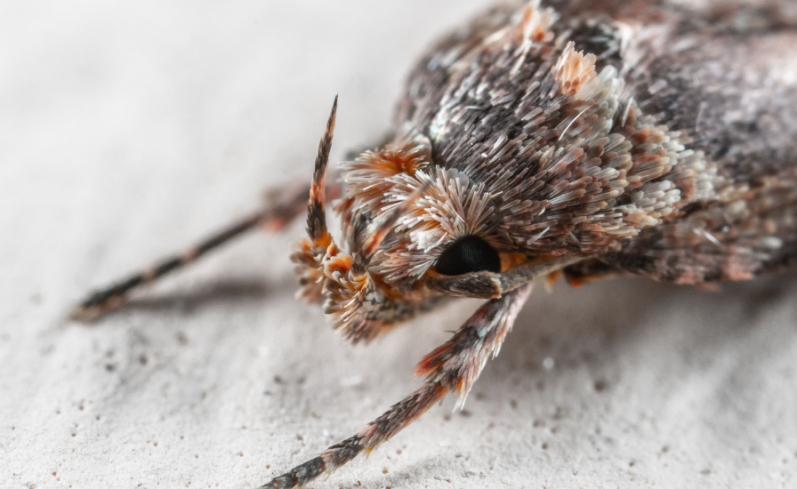 Mites alimentaires traitement : comment s'en débarrasser définitivement ?