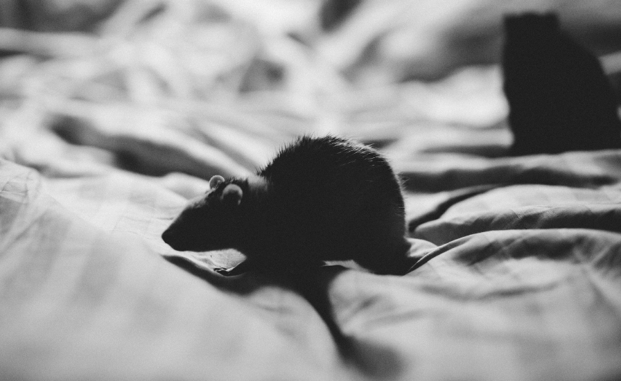 Extermination de rats : comment se débarrasser des rats efficacement ?