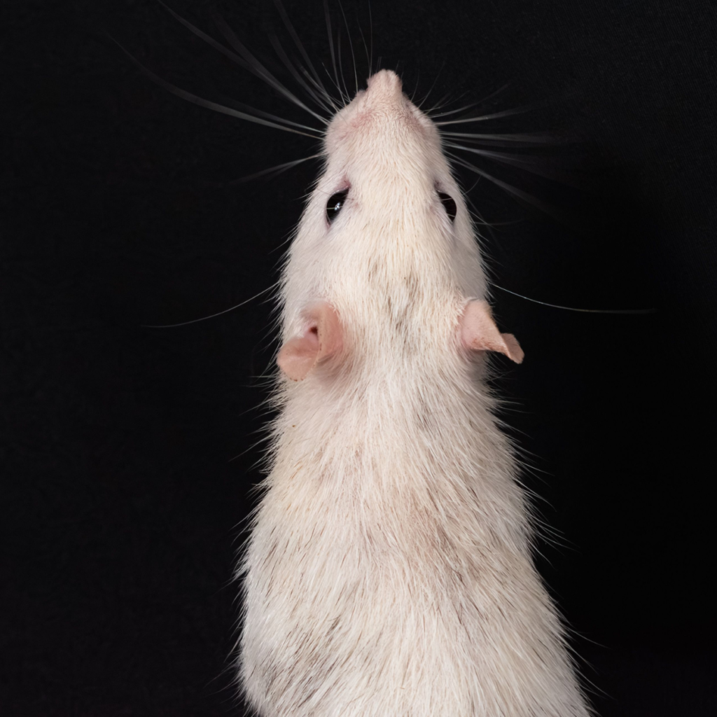 Dératisation à Toulon - Rats, Souris & Rongeurs