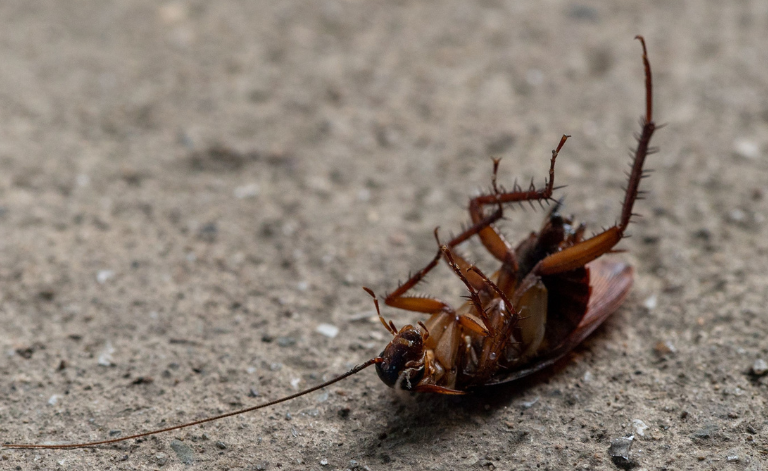 Entreprises Antiparasitaires : Protégez Votre Habitat Efficacement
