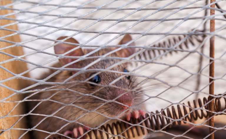 Entreprises Antiparasitaires : Protégez Votre Habitat Efficacement
