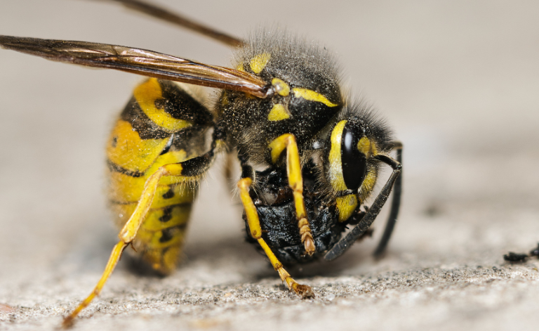 Entreprises Antiparasitaires : Protégez Votre Habitat Efficacement