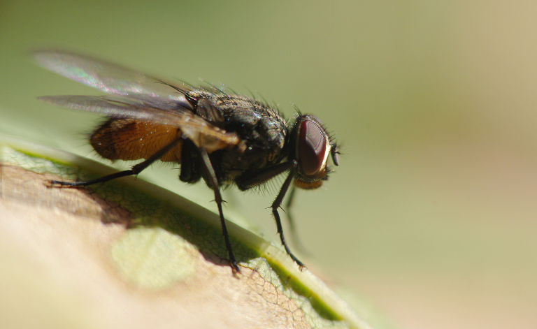 Entreprises Antiparasitaires : Protégez Votre Habitat Efficacement