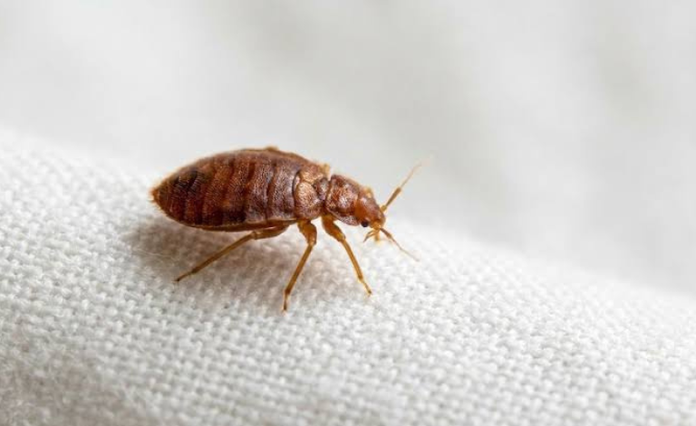 Punaises de lit à Marseille : que faire en cas d'infestation ?