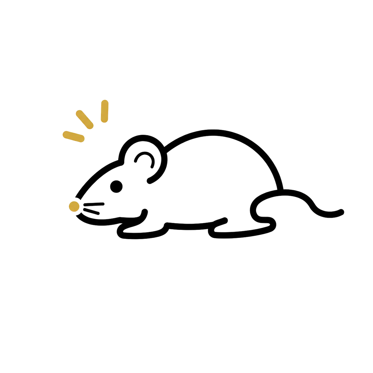 Rats / Souris
