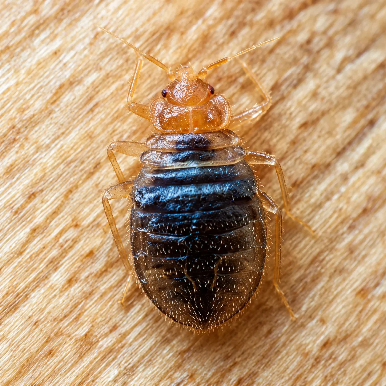 Punaises de lit à Marseille : que faire en cas d'infestation ?